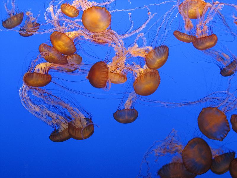 IMG_3325.JPG - Monterey Bay Aquariam