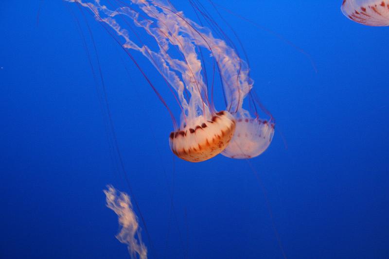 IMG_5801.JPG