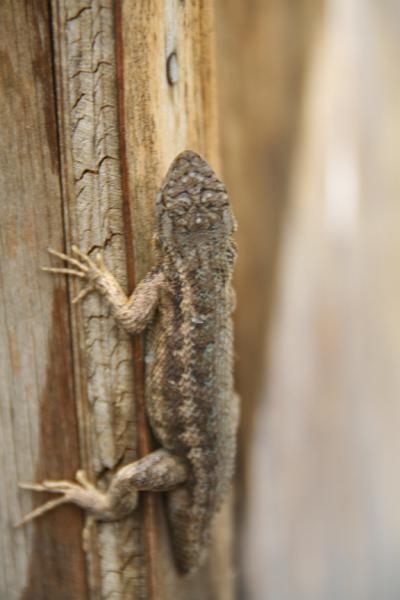 IMG_2921.JPG - Missing tail lizard