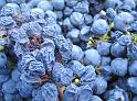 IMG_8293