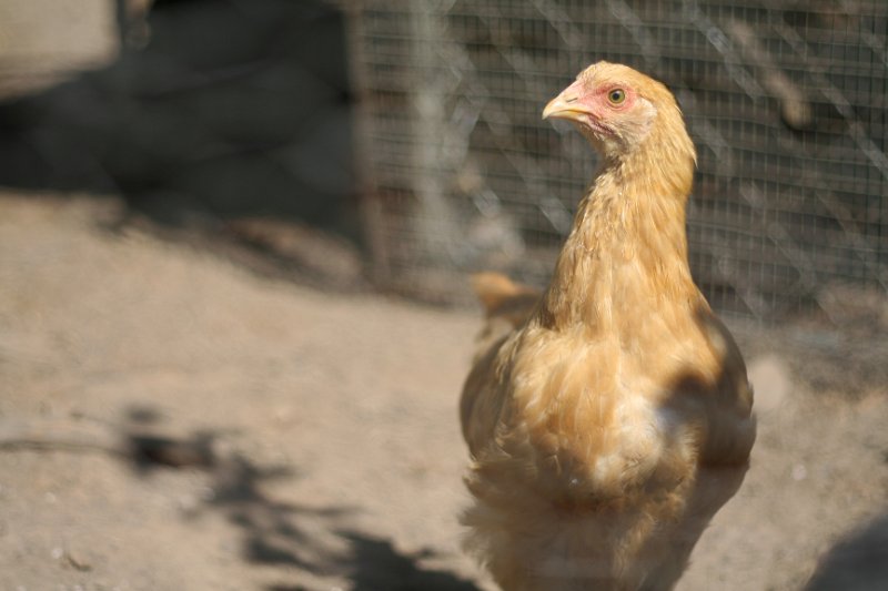 IMG_1729.JPG