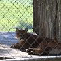 Mountain Lion