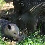 Opposum