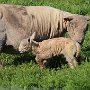 Baby Goat & her mamma